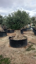 olea europea- olivenbaum alt gross_9